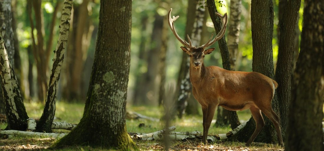 Tierpark Sababurg